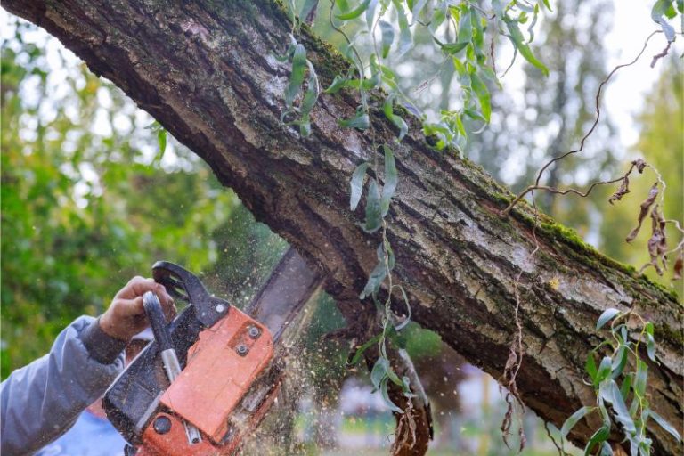 man pruning tree branches work in the city utiliti 2022 11 12 11 18 38 utc